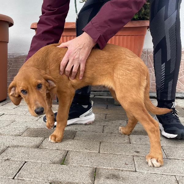 TRILLY TIM  TITO Foto 2